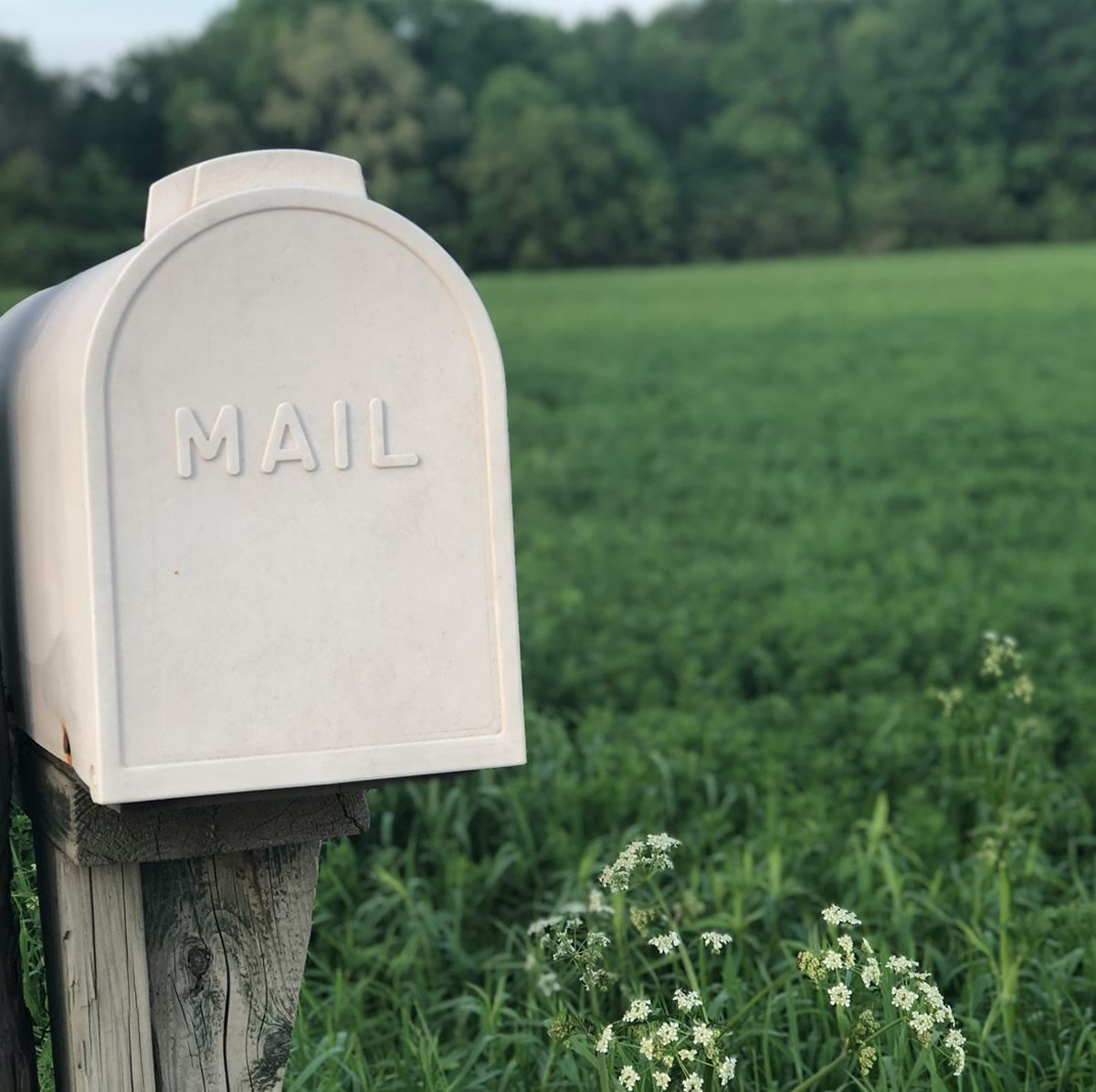 A white mailbox on a weathered wooden post, surrounded by wild white flowers and an open green field beyond